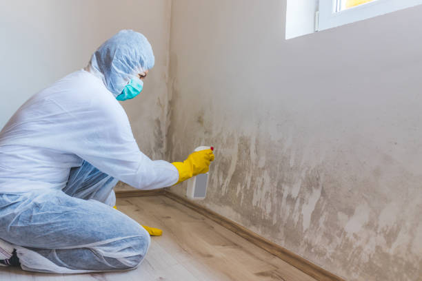 Licensed Mold Remediation service in Kendall Park, NJ - WQB Mold Removal